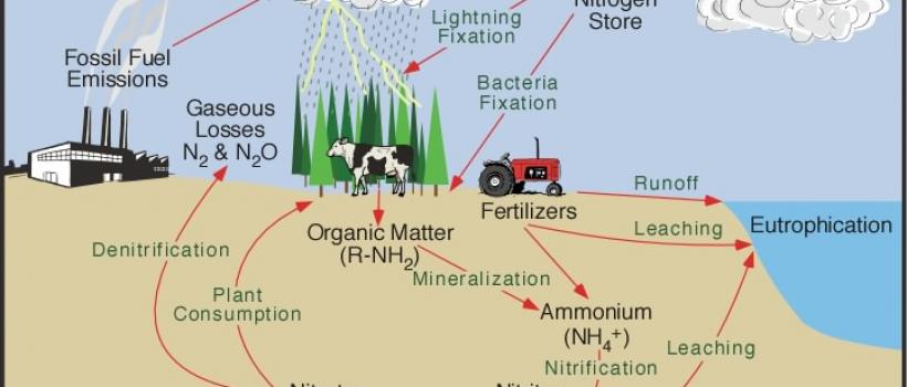 Organic Nitrogen And Phosphate Market