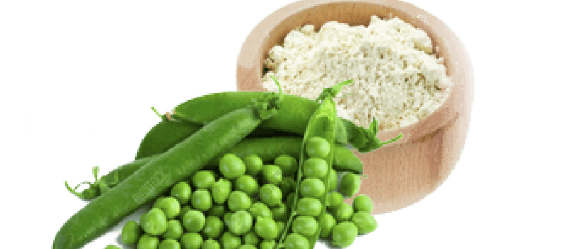 Organic Pea Protein