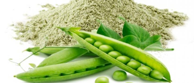Organic Pea Protein