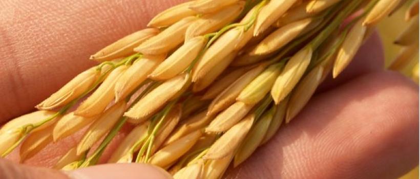 Organic Rice Protein Consentrates