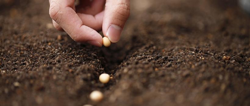 Organic Seeds Market 