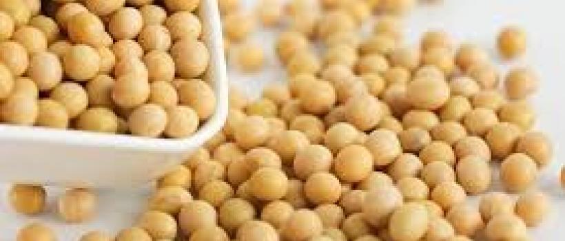 Organic Soybean 