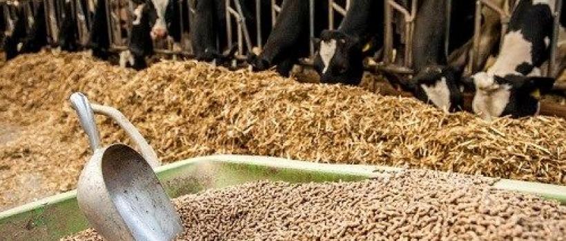 Organic Trace Minerals for The Animal Feed