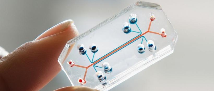 Organs-on-chips
