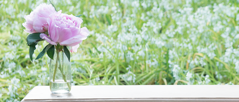Ornamental Peony