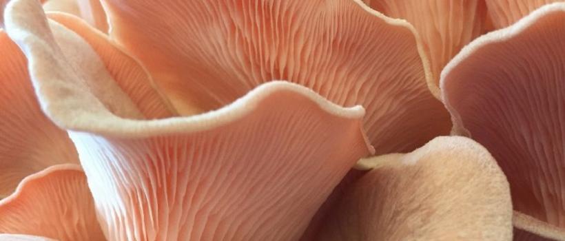 Oyster Mushroom, Oyster Mushroom Market, Oyster Mushroom Market Growth, oyster mushroom nutrition, oyster mushroom soup, oyster mushroom spawn, oyster mushroom identification