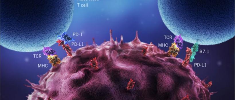 PD-1 and PD-L1 Inhibitor Market