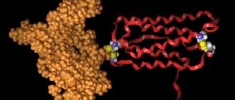 PEGylated Proteins Market