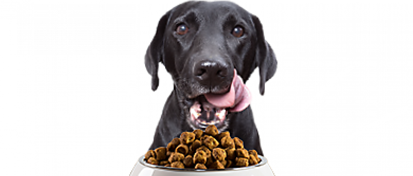 North America Pet Food Market