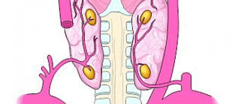 Parathyroid Hormone