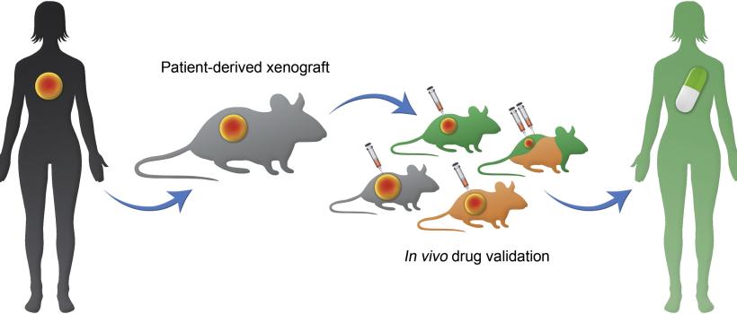 Patient Derived Xenograft Model Market