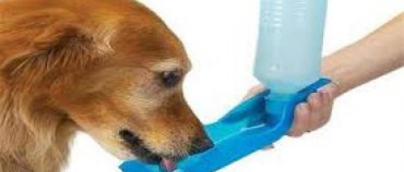 Pet Healthcare Product