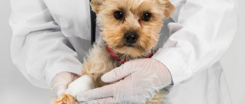 Pet Insurance Market