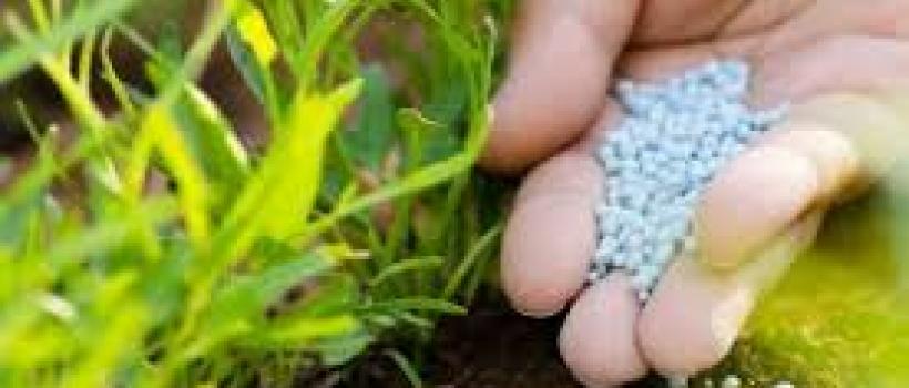 Phosphorus Starter Fertilizer 