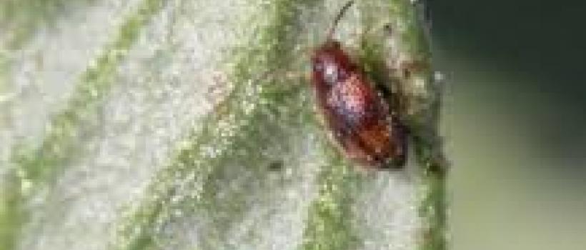 Biological Plant Activators 