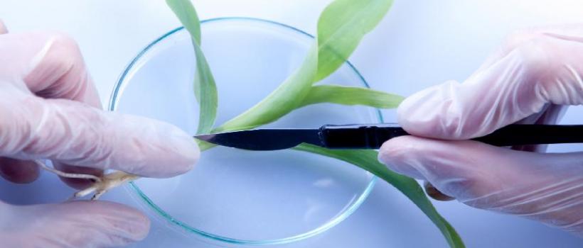 Plant Tissue Analysis Market