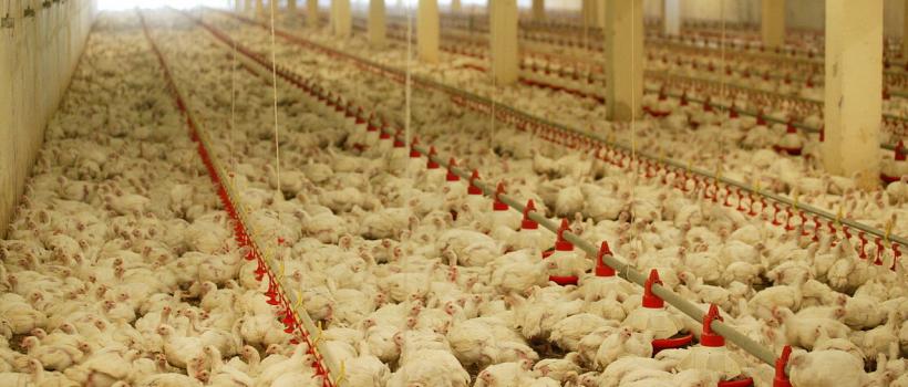 Poultry Breeding Equipment, Poultry Breeding Equipment Market, Poultry Breeding Equipment Market Growth