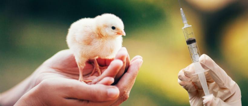 Poultry Vaccine Market