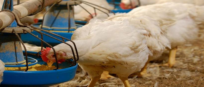 Poultry breeding equipment ,