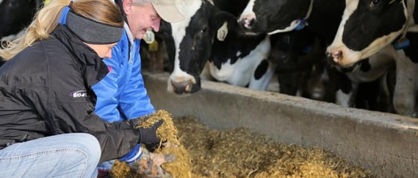 Probiotics in Feed Market