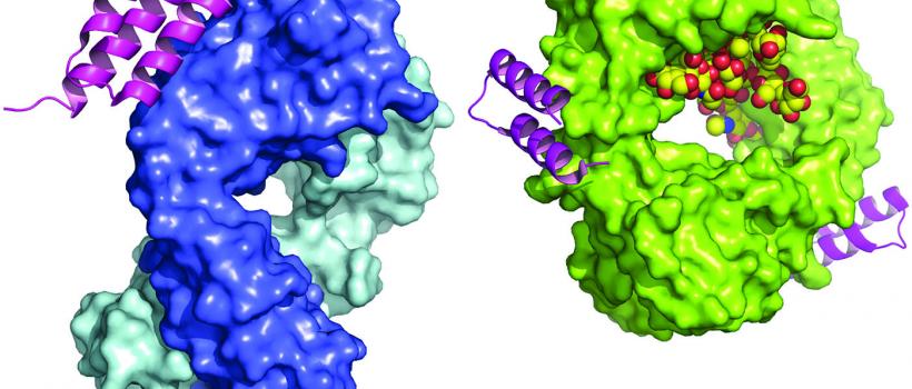Protein A Resin Market