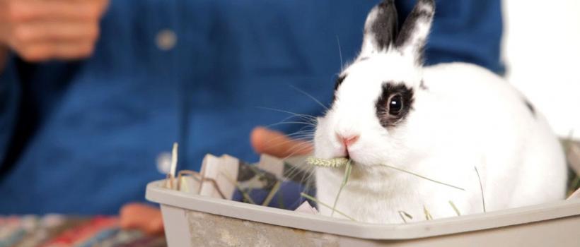  Rabbit Equipment