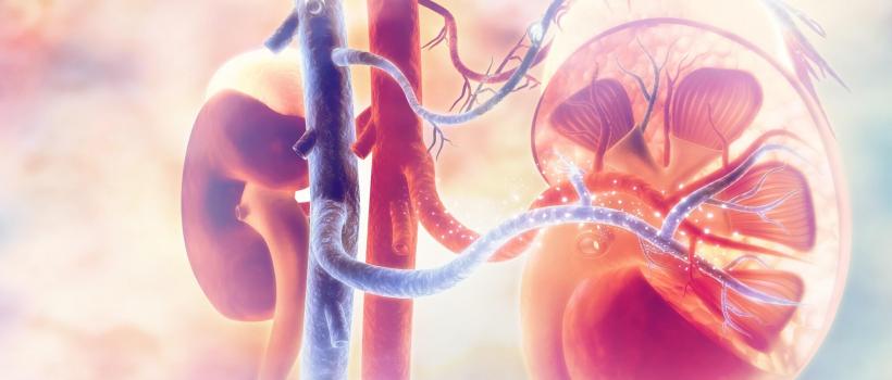Renal Denervation Market