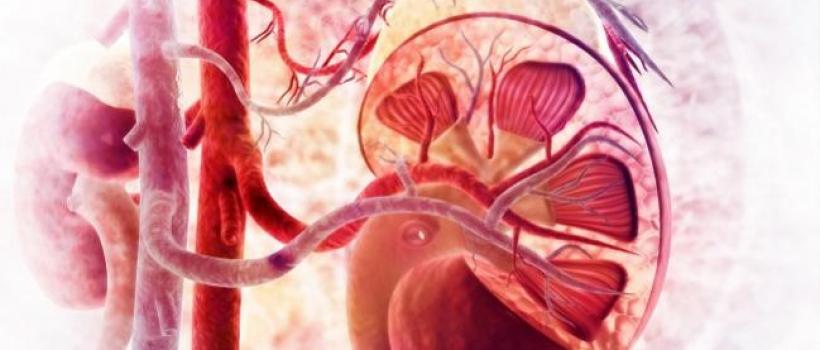Renal Denervation Market