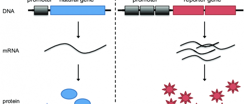 Reporter Gene Assay,  Reporter Gene Assay Market,  Reporter Gene Assay Market Growth,  Reporter Gene Assay Market Share,  Reporter Gene Assay Market Size