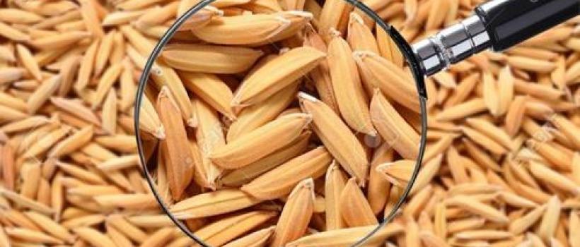 Rice Seed Industry Report Forecast 2023