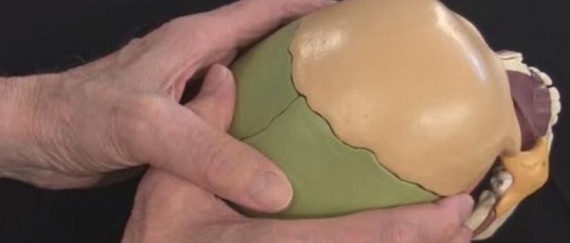 Sagittal Suture 