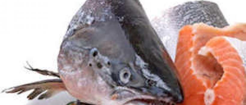 Salmon Fish