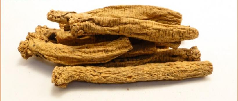 Salvia Miltiorrhiza Extract