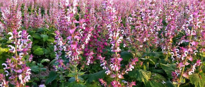 Sclareol, Sclareol Market, Sclareol Market Growth, sclareol benefits, sclareol structure 