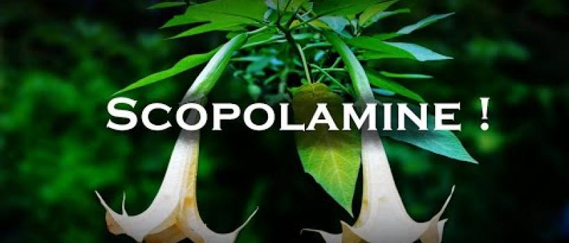 Scopolamine Market