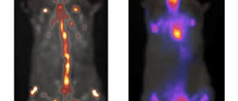 Small Animal Imaging Market