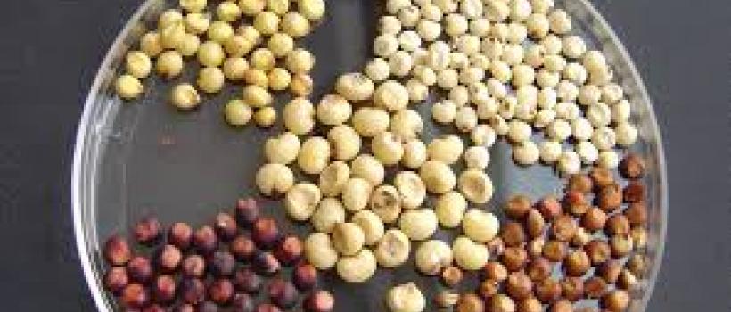  Sorghum Seed Market 