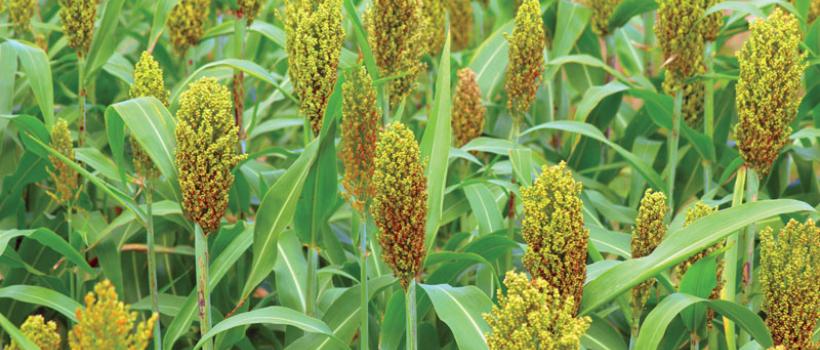 Sorghum Market 2024