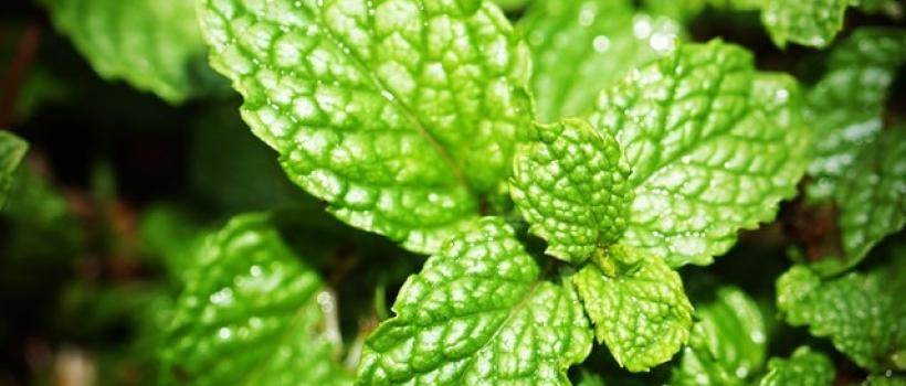 Spearmint Oil Market - Fact.MR