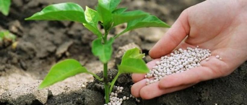Starter Fertilizers