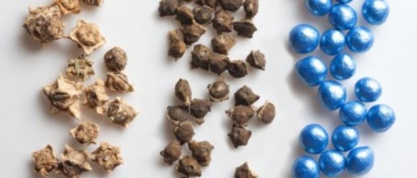 Sugar Beet Seeds Market