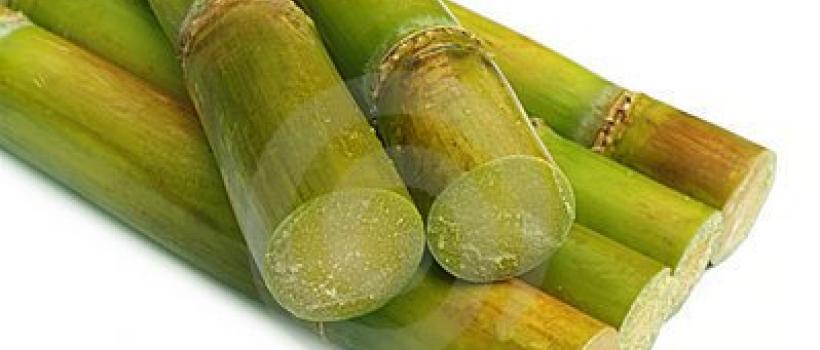 Sugar Cane, Sugar Cane Market, Sugar Cane Market Growth