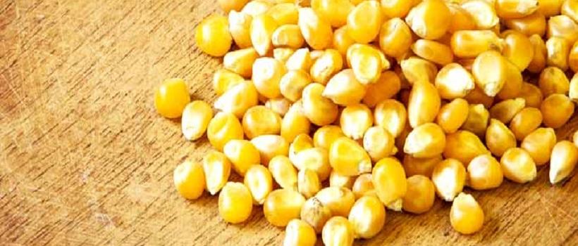 Sweet Corn Seed