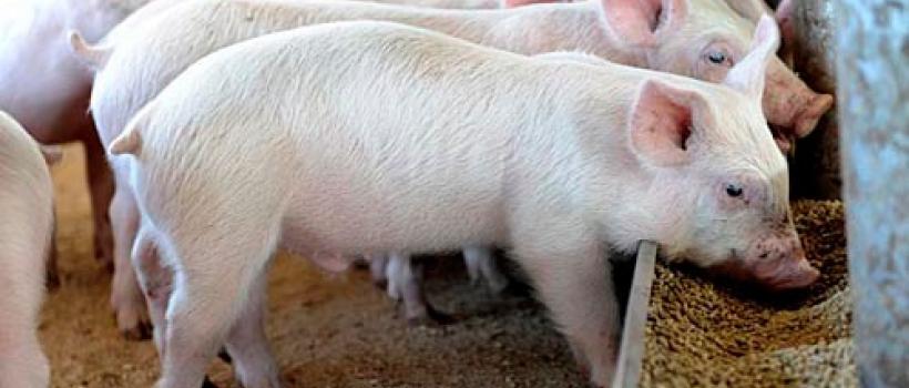 Swine feed market