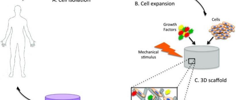 Tissue Engineering Market 