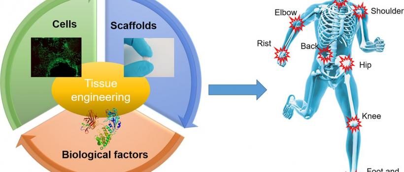 Tissue Engineering Market