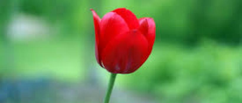 Tulip 