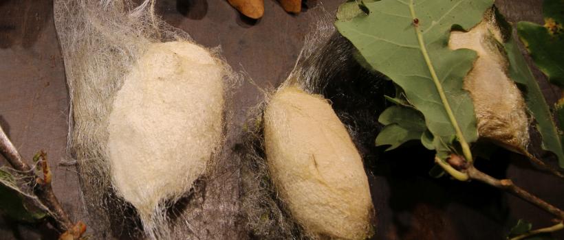 Tussah Silks Industry