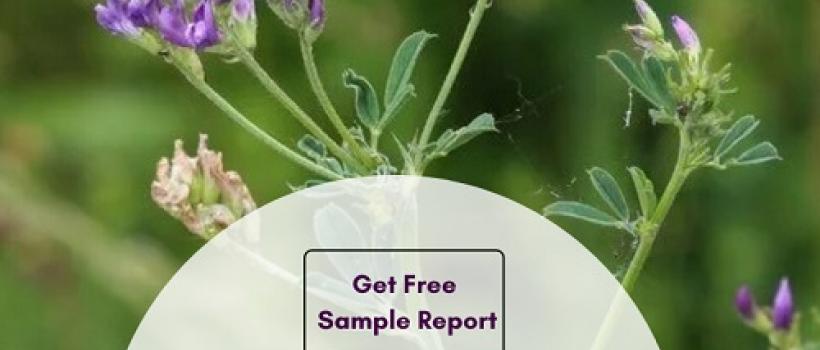 USA Aalfalfa Concentrate Market