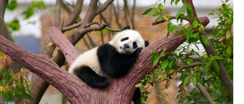 sleep deprivation and addiction